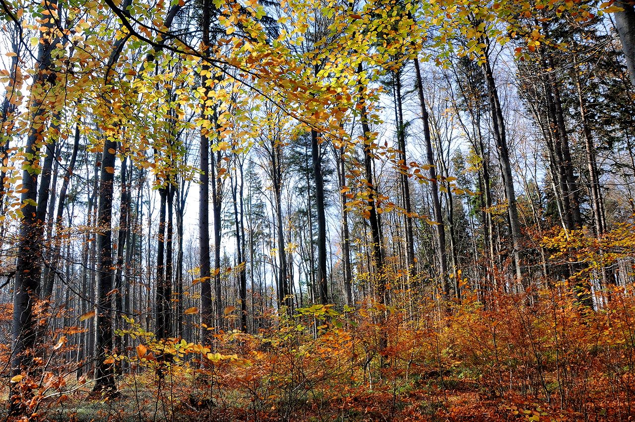  |Herbstlicher Wienerwald